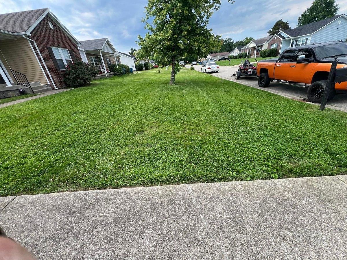A front yard with a young tree, the orange truck and open trailer parked at the curb.